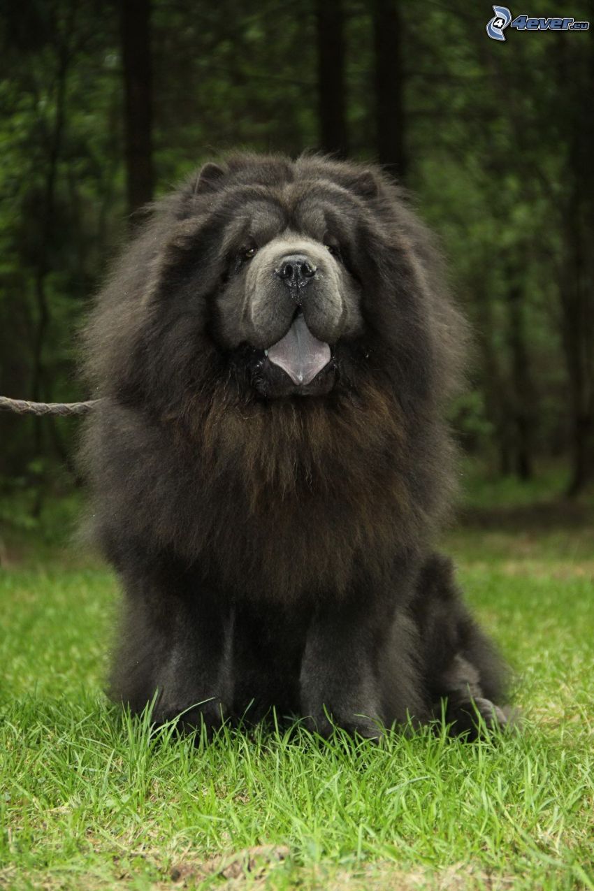 perro chow-chow