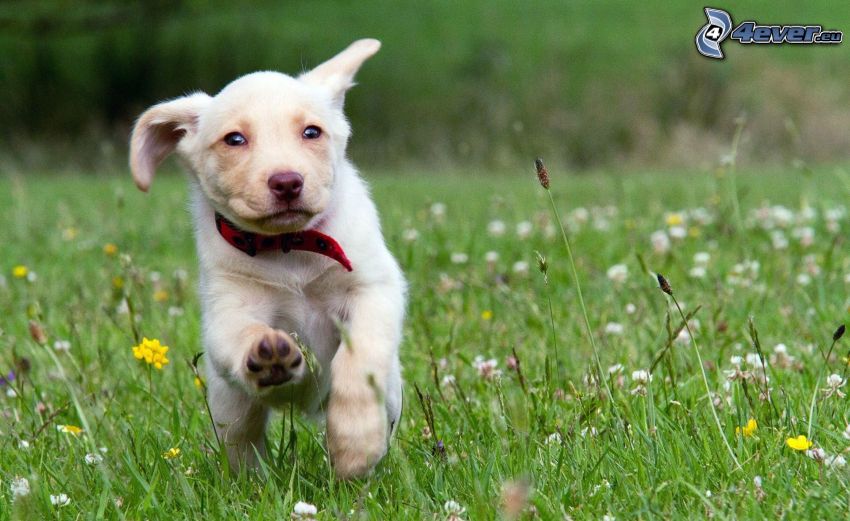 perro corriendo, perro blanco, prado