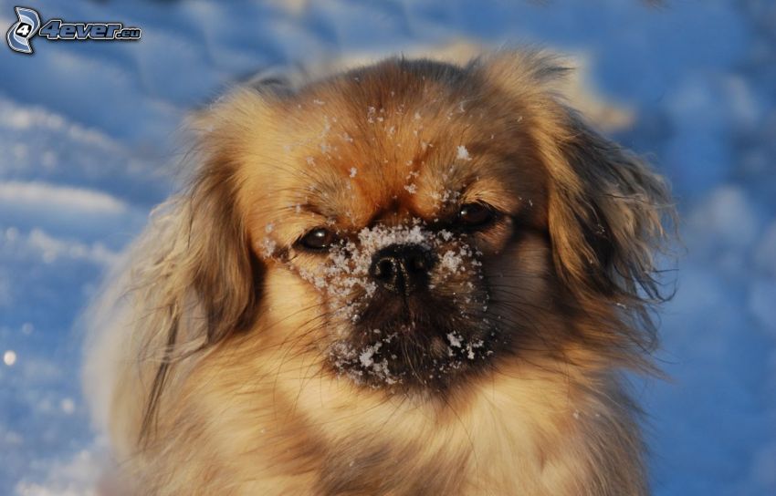 perro de aguas tibetano, nieve