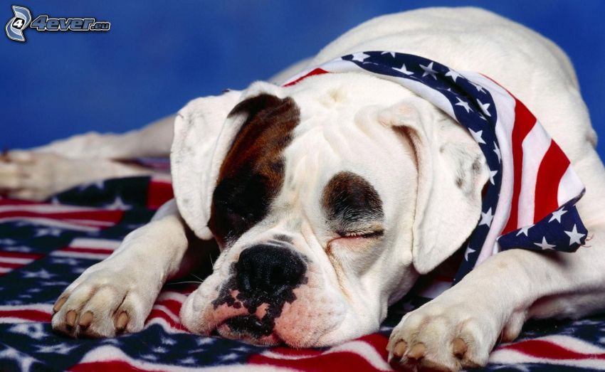 perro durmiendo, bandera americana