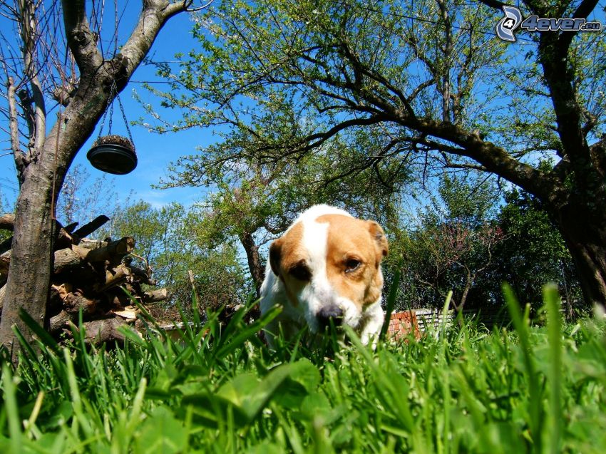 Perro en la hierba, árboles
