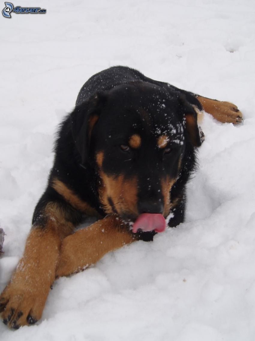 perro en la nieve