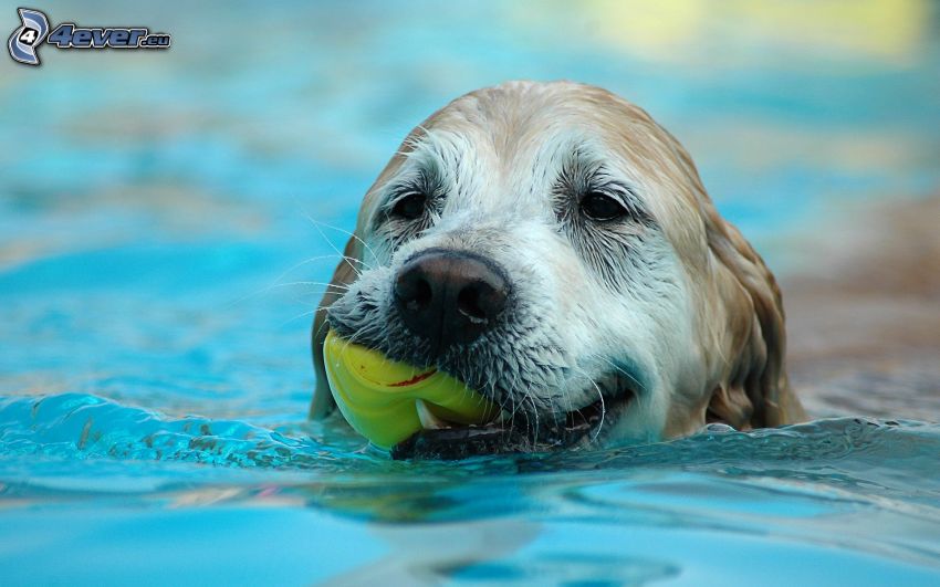 perro en la piscina, bola