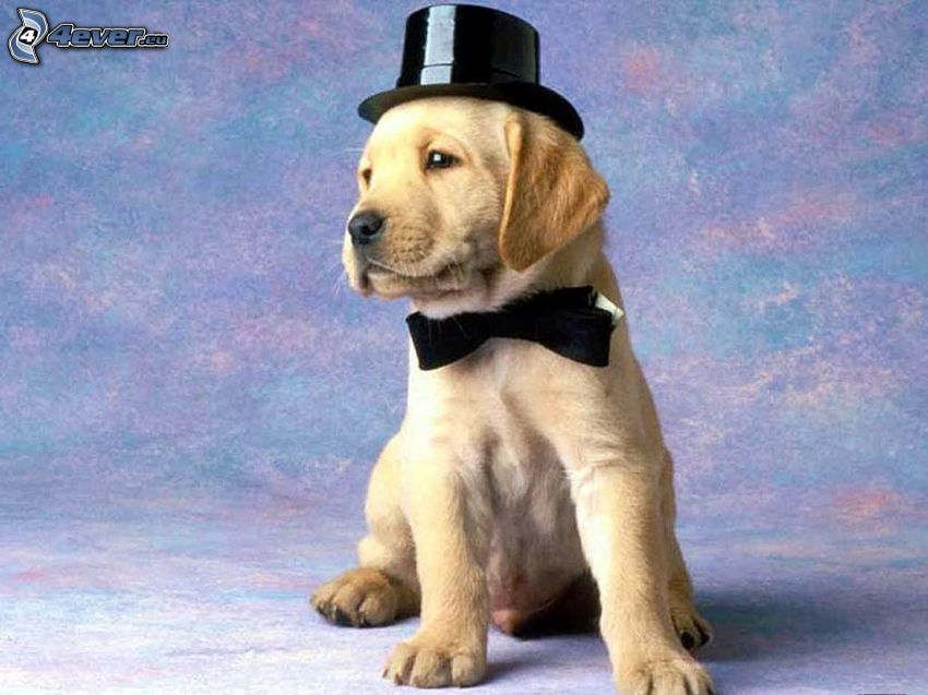 perro en un sombrero, corbata de lazo