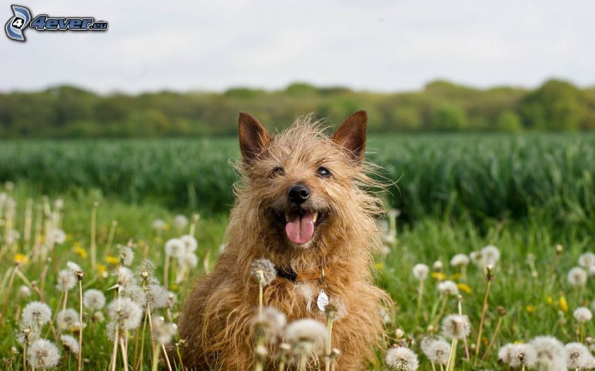 perro marrón, florecimiento de dientes de león, prado