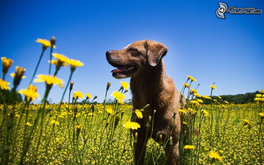perro marrón, flores amarillas, prado