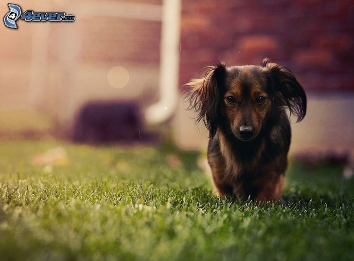 perro marrón, hierba