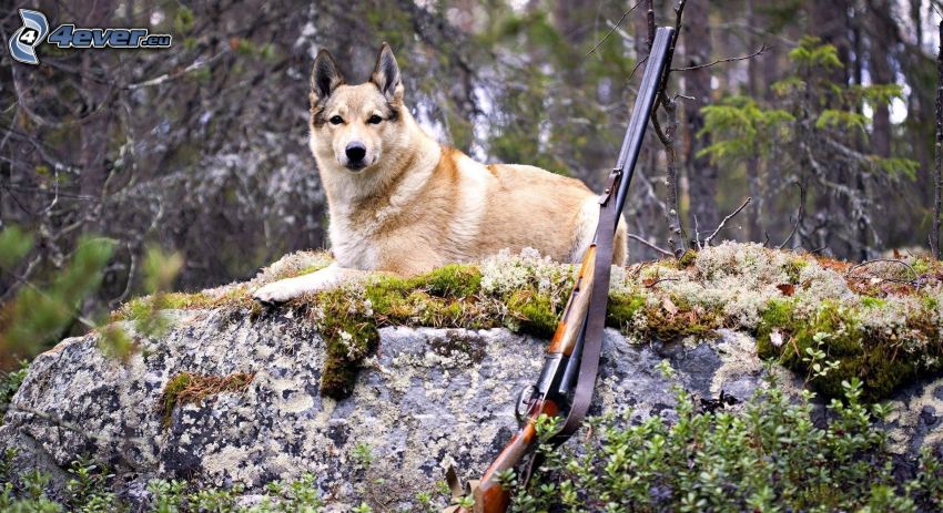 perro marrón, rifle, roca