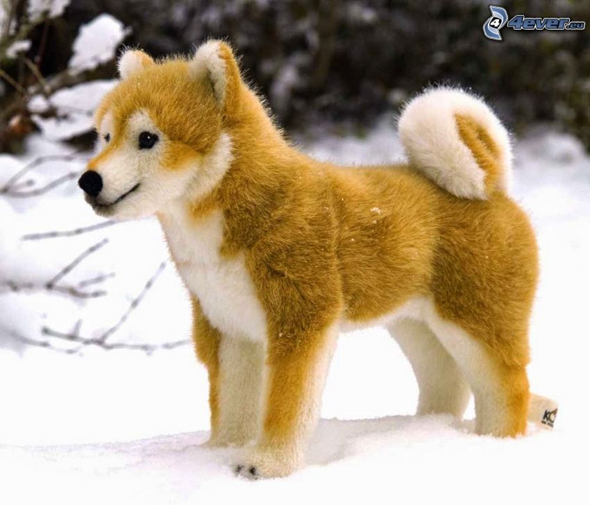 perro peluche, Shiba-inu, nieve