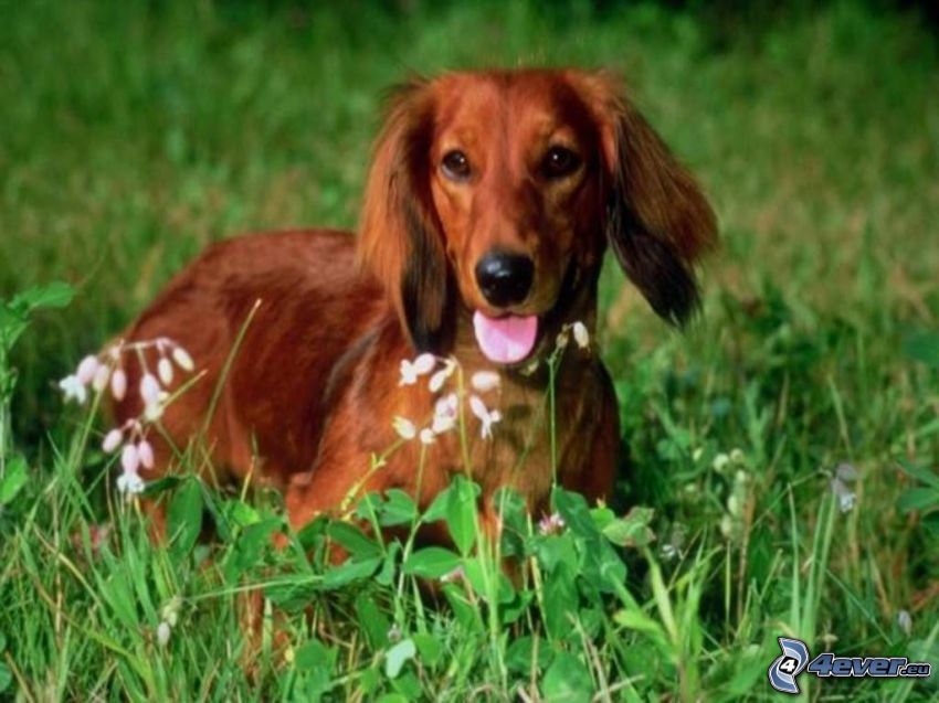 perro salchica en la hierba