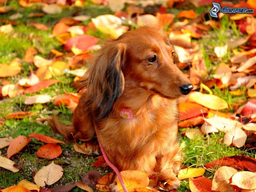 perro salchicha, hojas de otoño