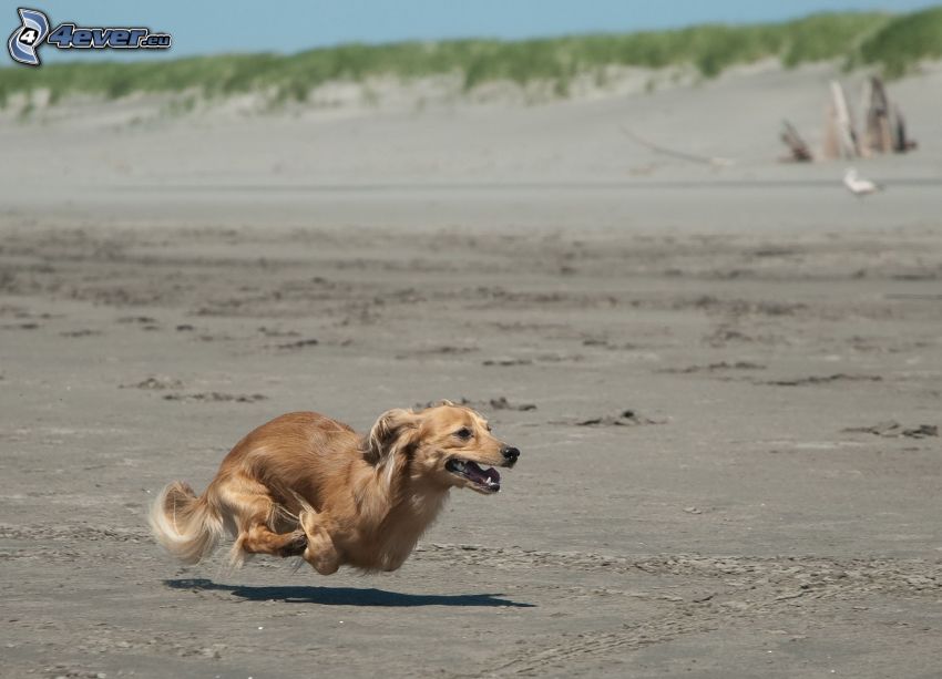 perro salchicha, playa, carrera, arena