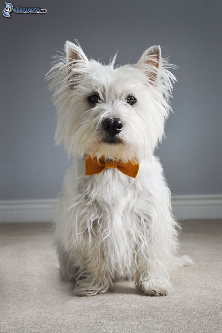 perro Westik, corbata de lazo