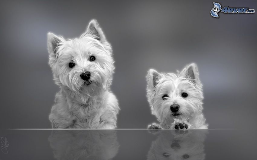 perro Westik, Foto en blanco y negro