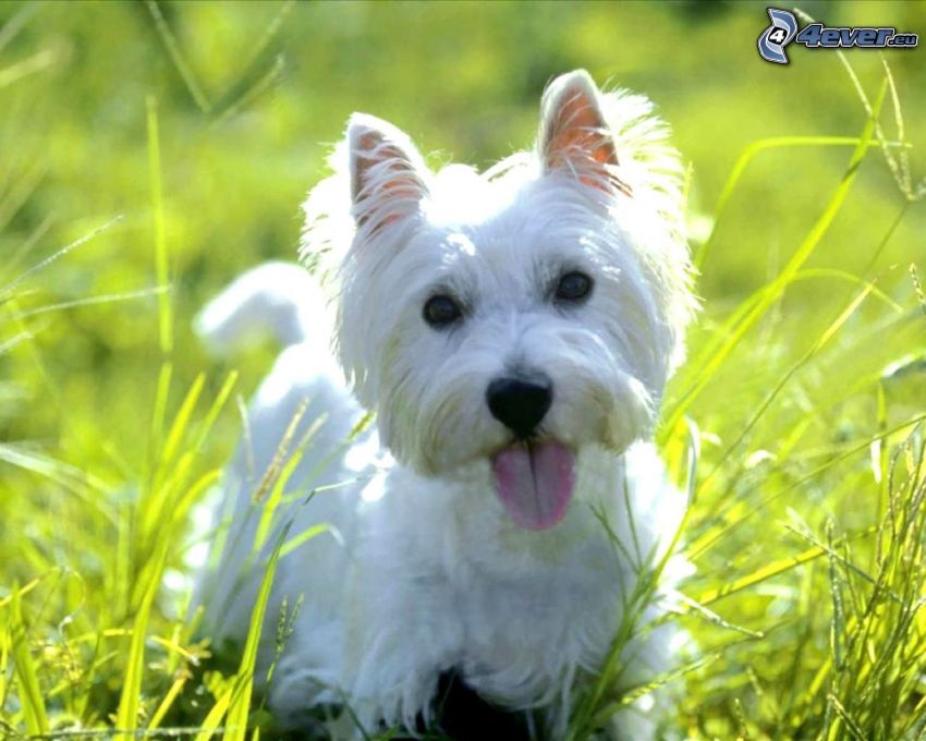 perro Westik, pequeño perrito blanco, paja de hierba