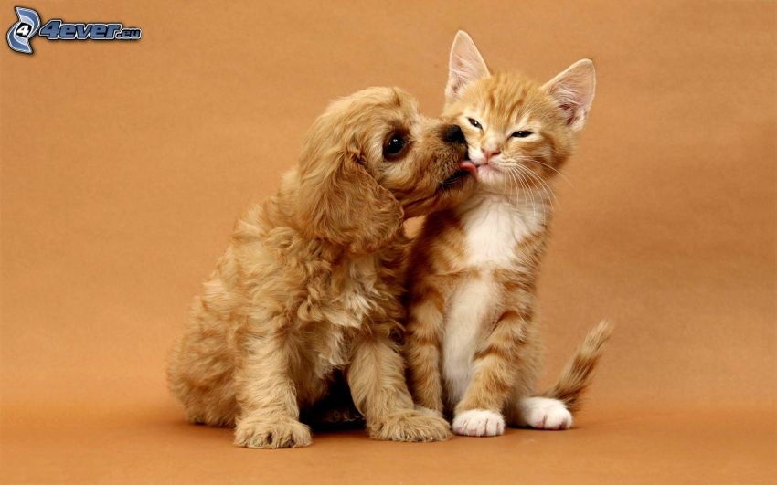 Perro y gato, cocker spaniel cachorro, pequeño gato pelirrojo, beso