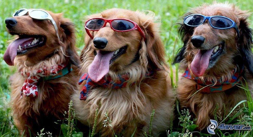 perros, gafas de sol