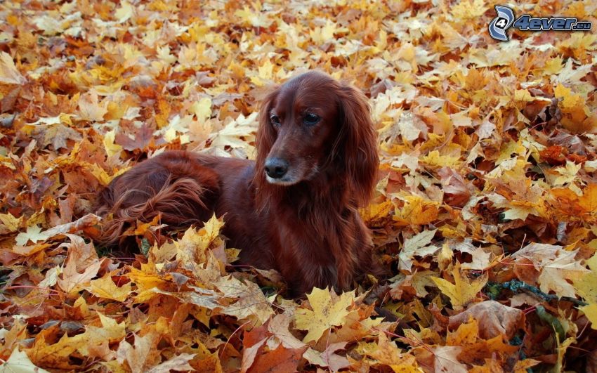 Setter irlandés, hojas caídas