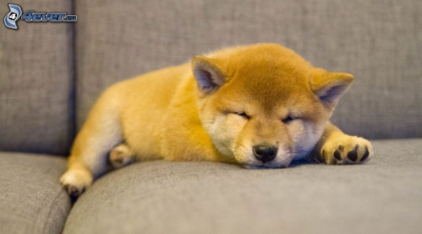 Shiba-inu, cachorro durmiendo
