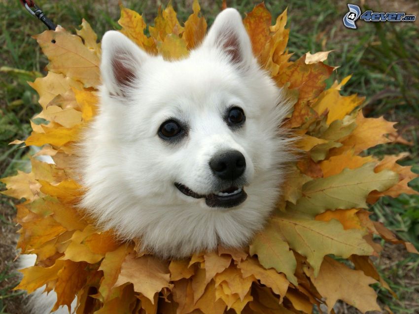 spitz, hojas de otoño