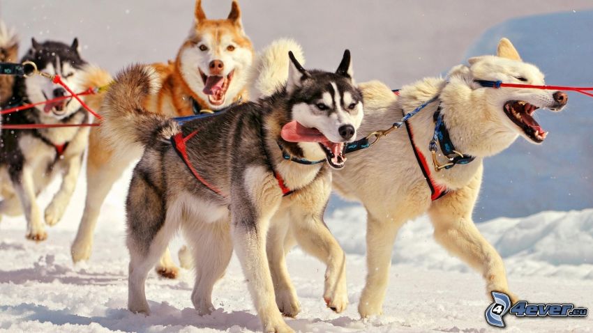 tirón de perros, Husky de Siberia, nieve