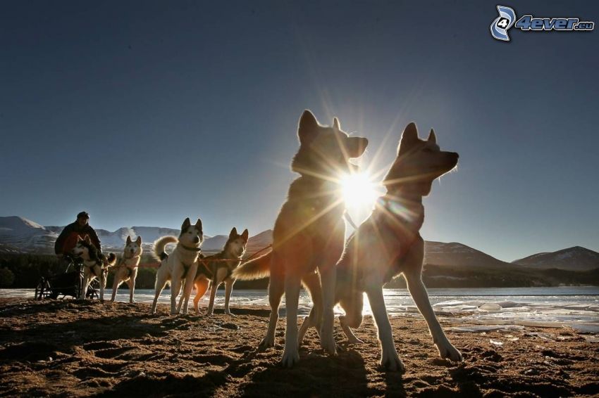 tirón de perros, Husky de Siberia, rayos de sol