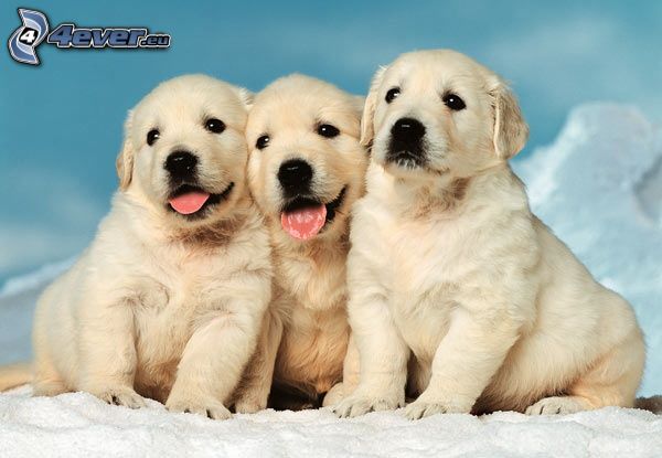 tres cachorros
