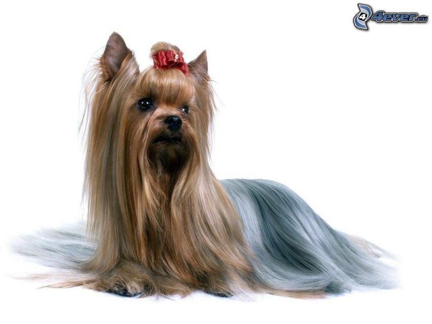 Yorkshire terrier con una cinta, perro peinado