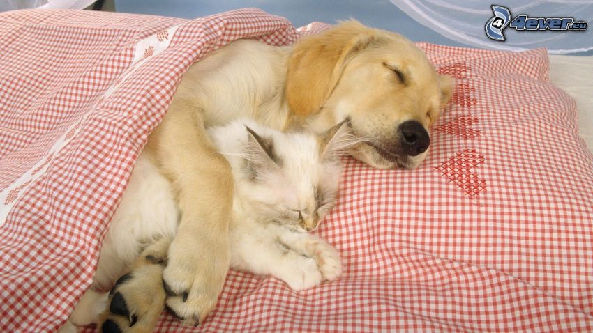 Perro y gato, Labrador, dormir, cama