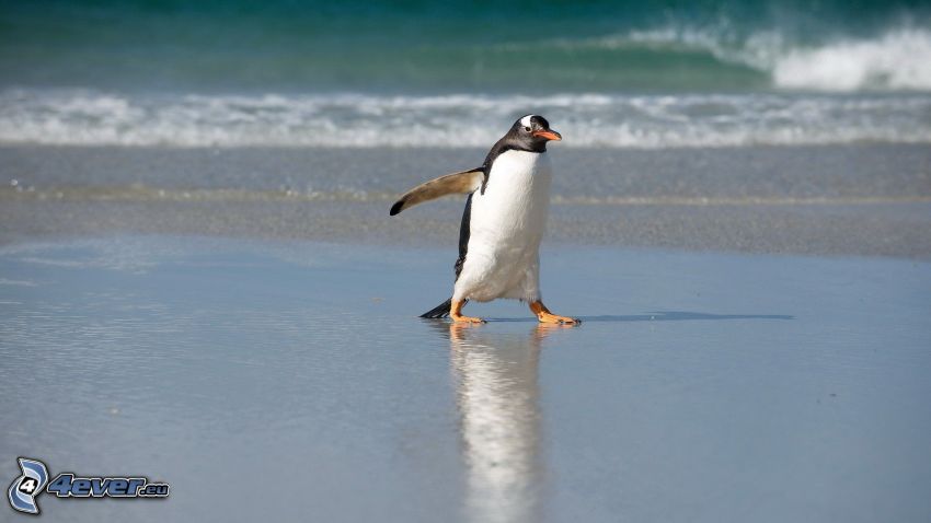 pingüino, mar
