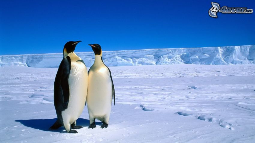 pingüinos, hielo