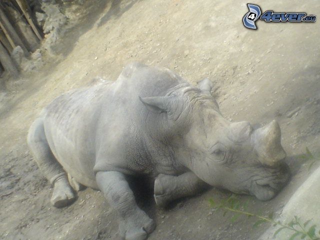 rinoceronte, animal, dormir