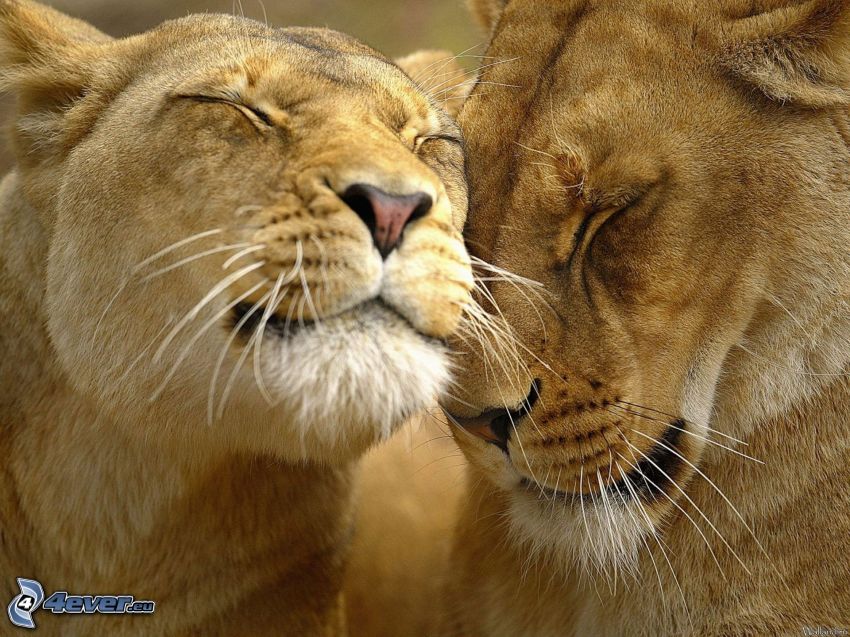 amor del león