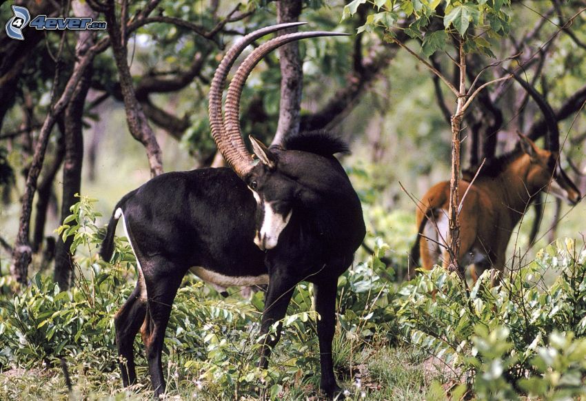 Antilope negra, bosque