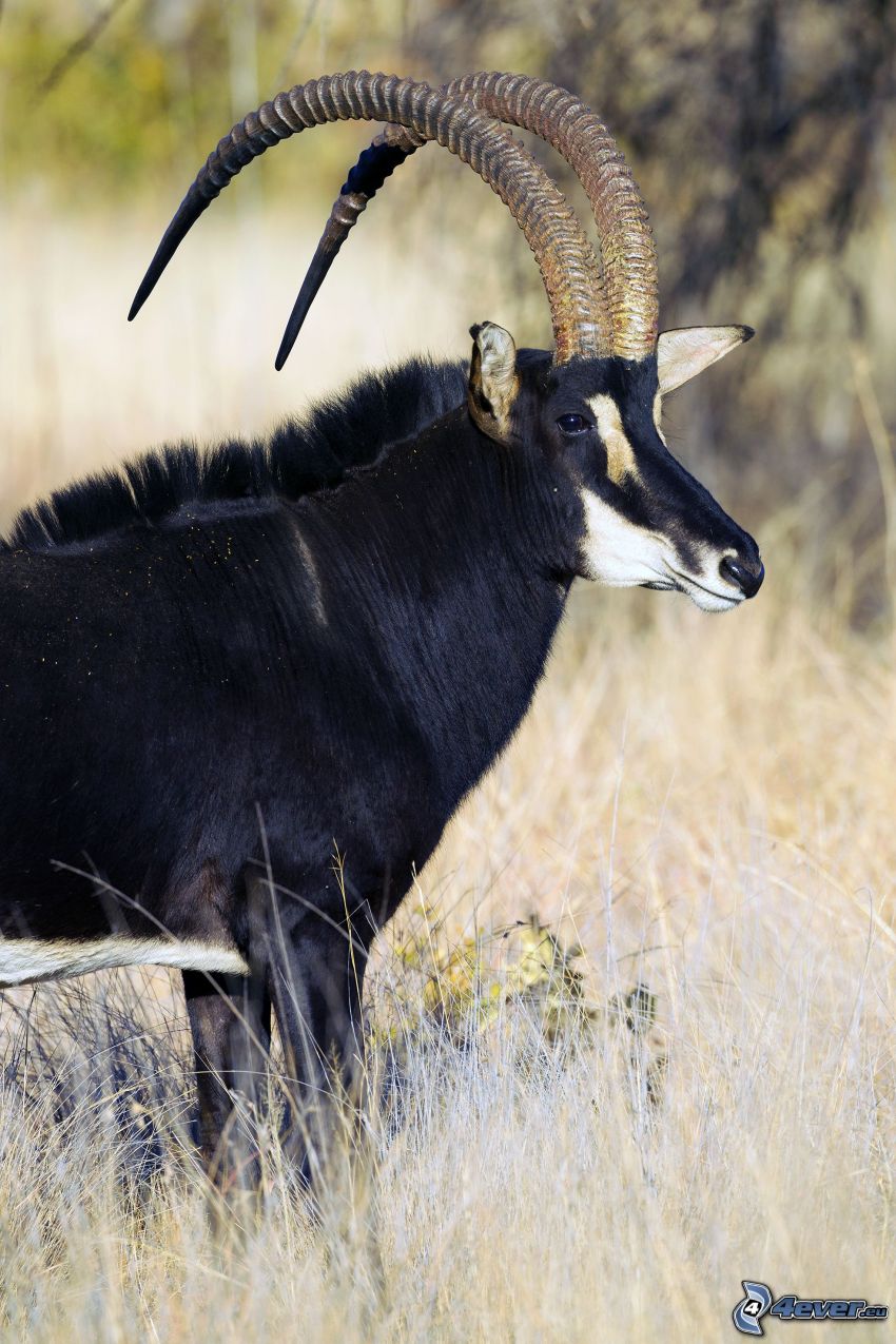 Antilope negra, campo