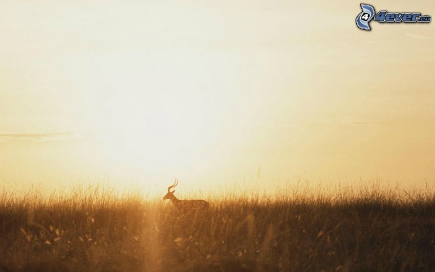 Antilope negra, hierba, puesta de sol en la sabana