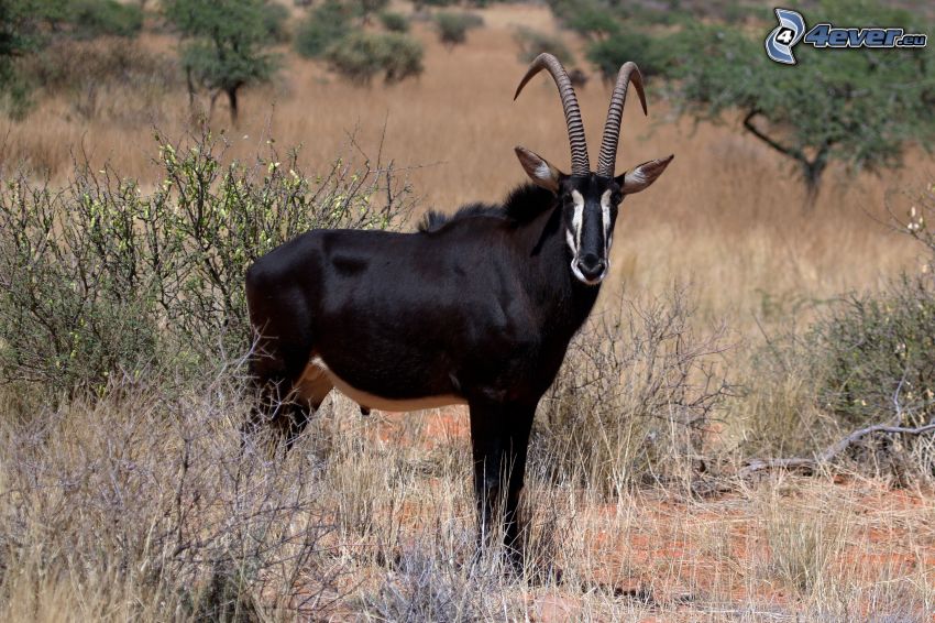 Antilope negra, sabana