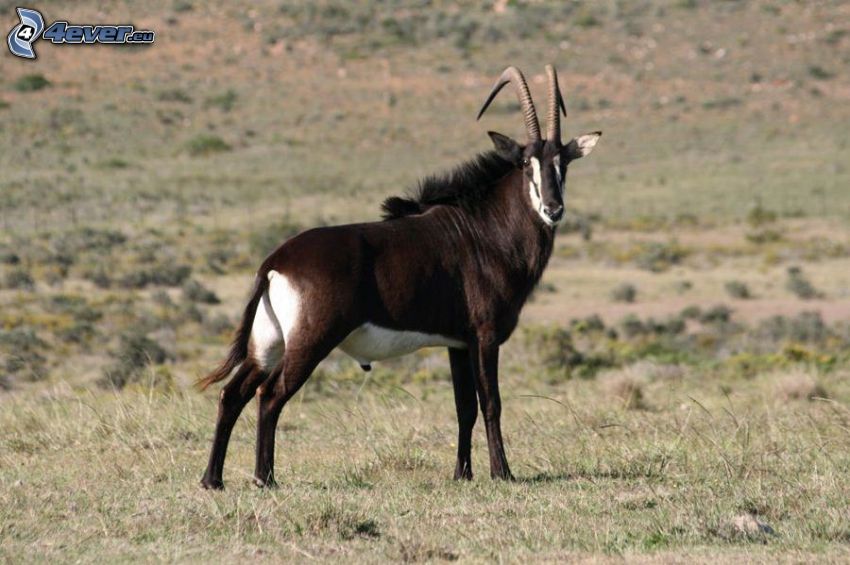 Antilope negra