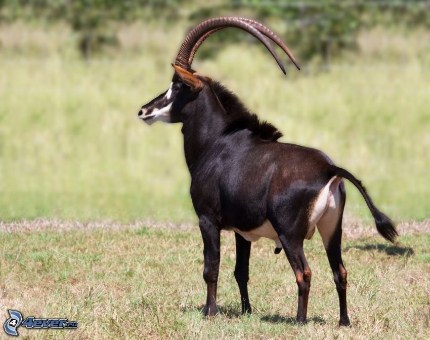 Antilope negra