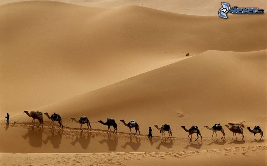 beduinos, camellos, desierto