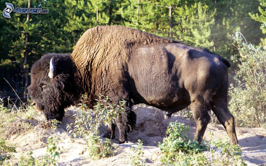 bisonte