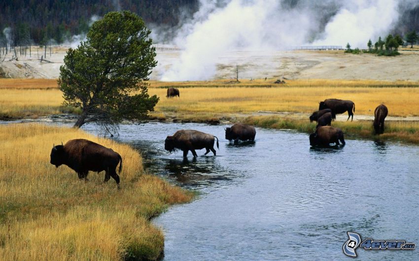 bisontes, río, árbol junto al río