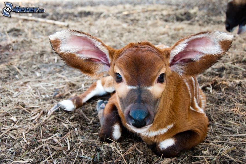 Bongo, cachorro