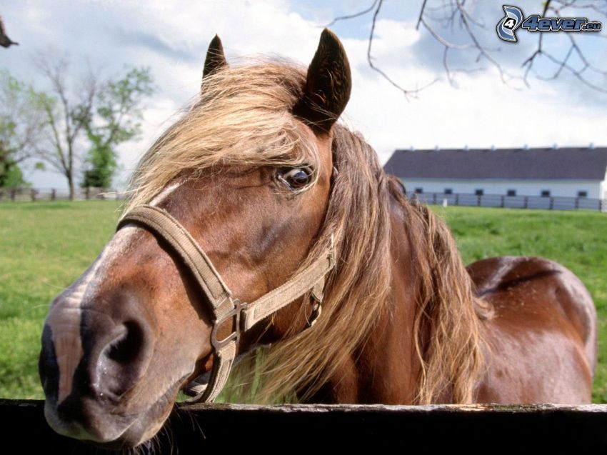 caballo marrón, cerco de madera, rancho