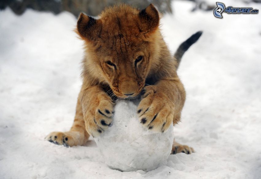 cachorro de león, nieve