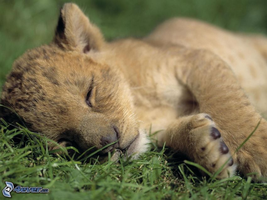 cachorro de león durmiendo, hierba