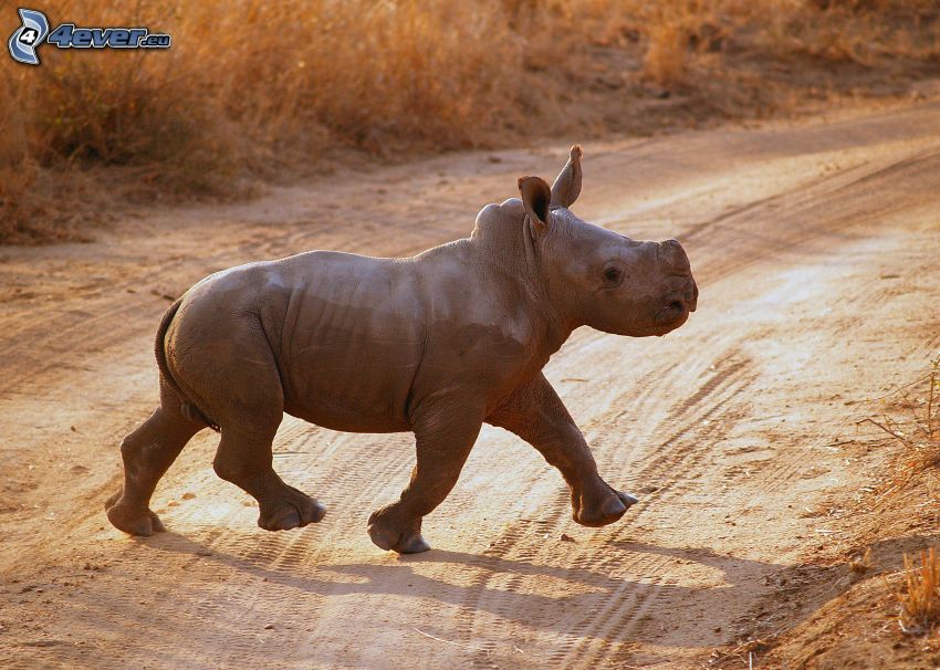 cachorro de rinoceronte, camino de campo