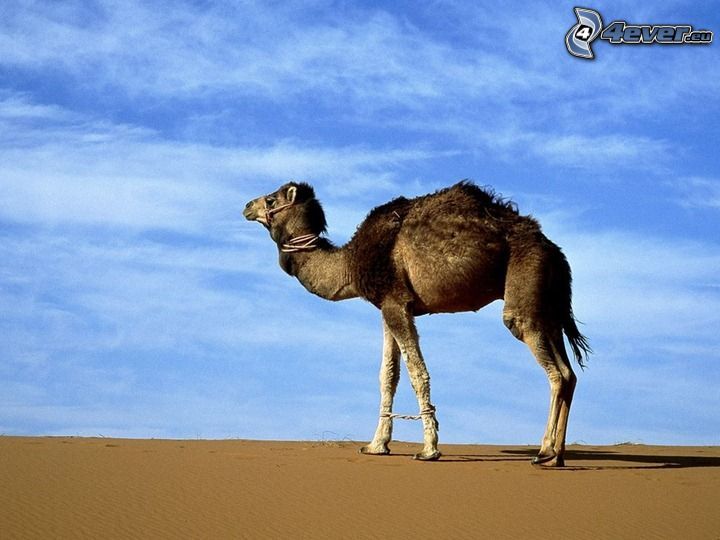 camello, desierto, cielo