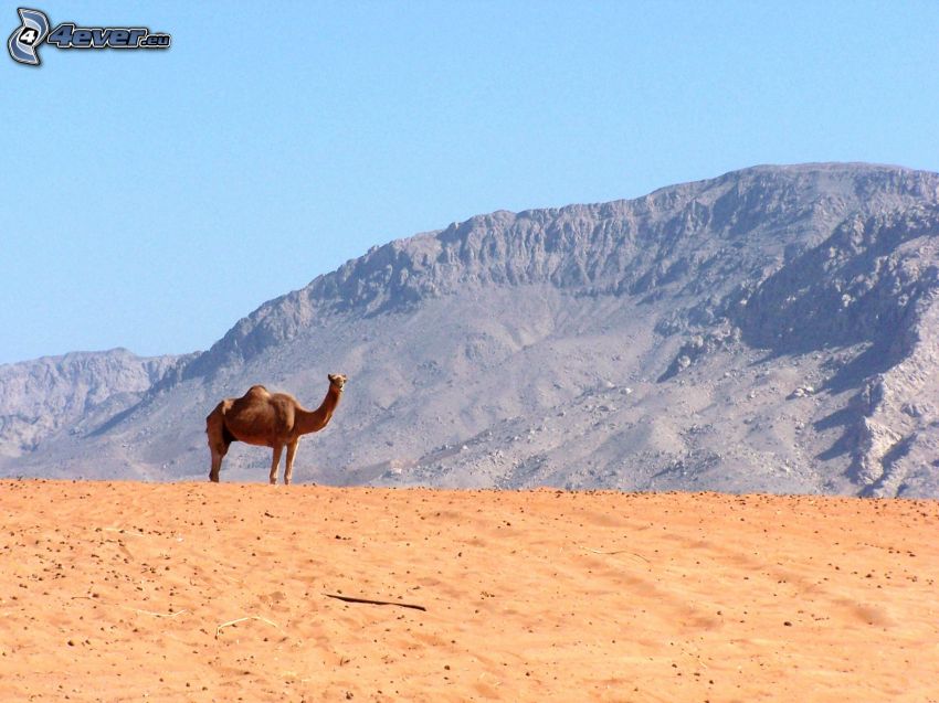 camello, desierto, colina