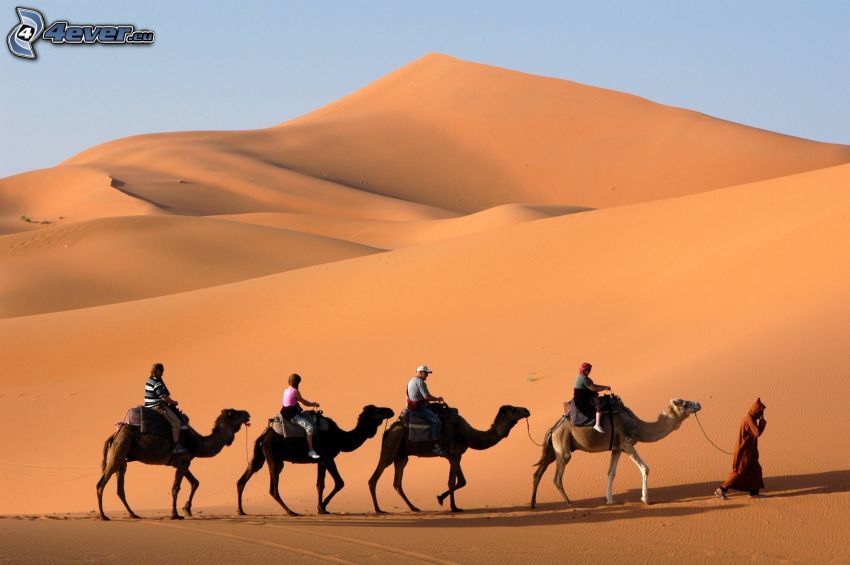 camellos, turistas, desierto, colina